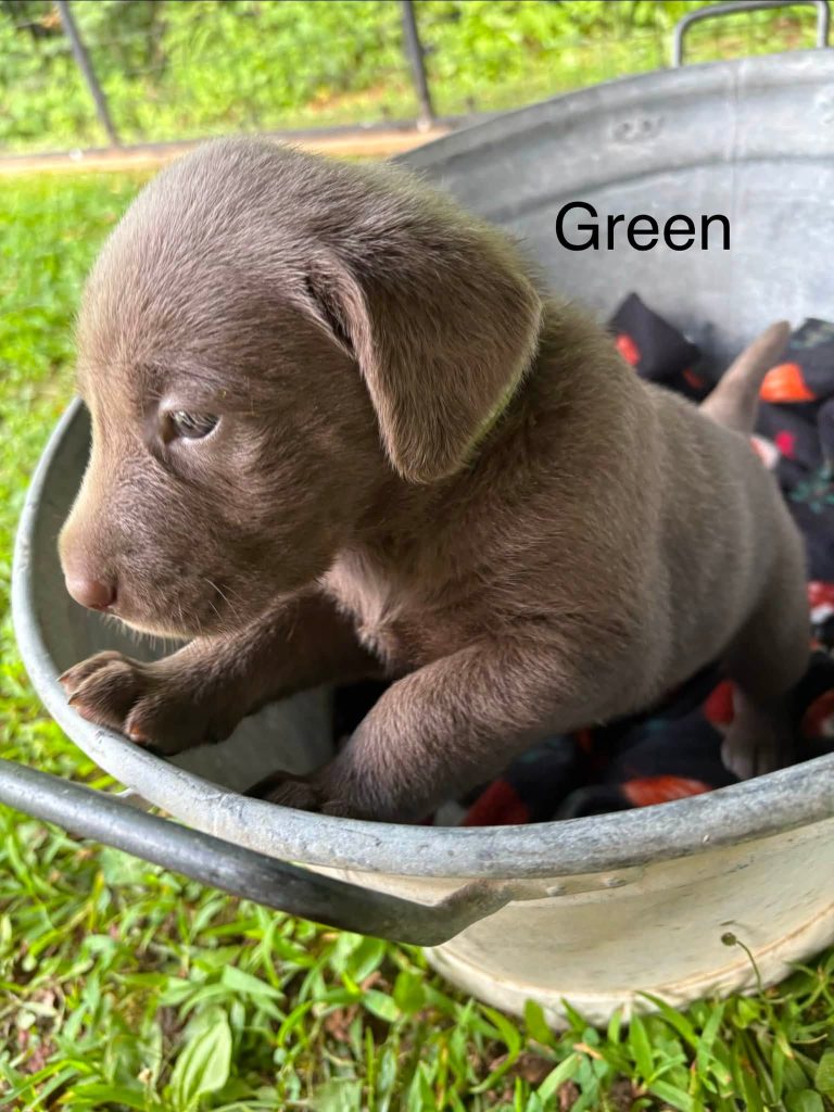 Silver Lab puppies for sale in Northern Kentucky